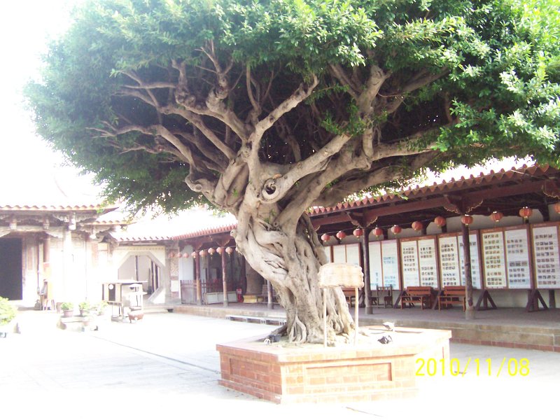 100_4700.JPG - 寺內的老榕樹